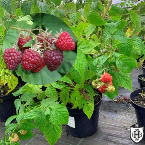 Rubus idaeus 'Summer Lovers® Patio Red' - Harilik vaarikas 'Summer Lovers® Patio Red'